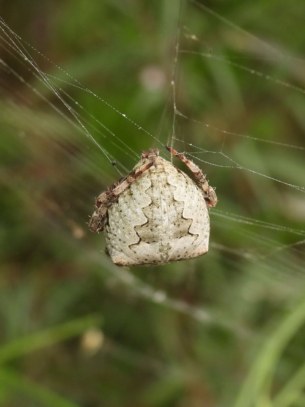 Araneidae ID
